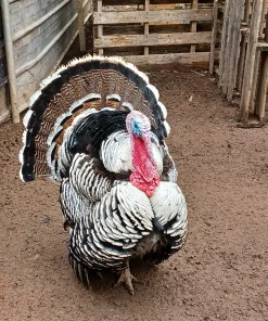 Narragansett Turkey